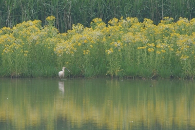 In eerste instantie rij je er voorbij maar dan flitst het beeld in gedachte nog een keer langs en dan denk je, ik keer toch maar even om om een plaatje te schieten.
Het was in ieder geval mijn mooiste foto van dit pinksterweekend.