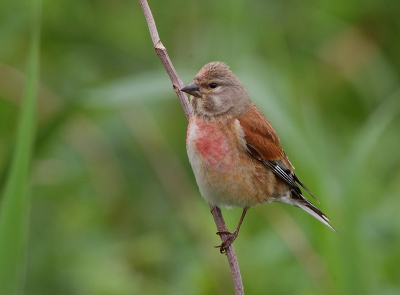 Deze kneu ging er mooi voor zitten. Alleen jammer dat die tak achter het puntje van de snavel loopt en de kop daardoor net niet vrij is (dus dat commentaar hoeft niet meer geleverd te worden ;)). Foto is iets gecropt en de groene achtergrond is iets minder hard gemaakt al is het nog hard genoeg. Verder niet bewerkt.