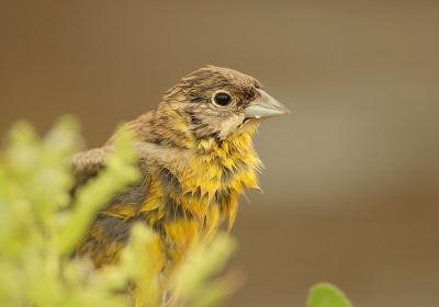 Kom ik vanonder de douche en staat hij daar toch te kijken zeker?!

Natuurlijk heb ik ook klassieke, zingende mannetjes in een struikje en op een paaltje (het zijn makkies deze vogels) maar zeg nu zelf, dit zijn toch spannender en leukere foto's?