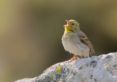 Altijd leuk om een vogel op BP te zetten waarbij je de ganse naam zelf moet invullen en die niet "vanzelf" verschijnt.  :-)