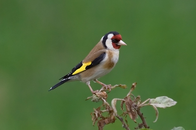 Af en toe zitten er aardig wat putters in de buurt. Vervolgens weer dagen niet te zien of te hoeren en dan plots zijn ze er weer. 's ochtends zat hij fraai in de appelboom in de tuin.
Vanuit de slaapkamre snel een plaatje kunnen schieten.