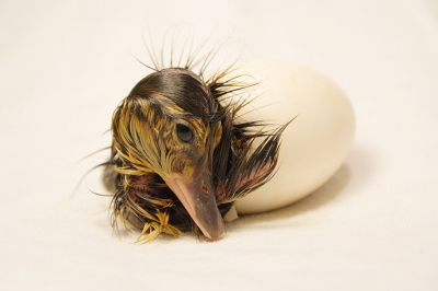 Simply a green winged teal birth