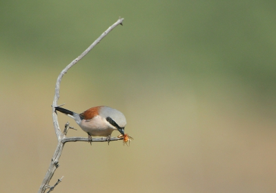 Twee foto's voor de man die hier schreef (alhoewel ik hem nog maar twee keer ontmoette) dat hij een haat-liefde verhouding heeft met mij. Hier zijn lievelingsvogel.
Het gebeuren van het spiesen zelf stond nog niet op BP, wel een mooie foto van Petra die het gebeurDE toont.