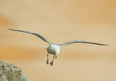 Tijdens mijn Noorse tormvogel-sessie op de krijtrotsen van Blanc Nez zeilden natuurlijk ook wat Zilvermeeuwen voorbij. Ik zat vanavond de "afval" te verwerken toen ik deze tegekwam. Het effect van de mooie kleuren komt door het in de schaduw vligen van de meeuw terwijl de volledige achtergrond (strand) fel belicht wordt door een stralende ochtendzon. Vandaar.. Ik heb dus niet geknoeid met kleuren, maar ik zie nu eenmaal de wereld door een kleurige bril - Sorry Ari :-)