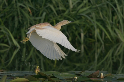 Eindelijk lukte het ook om een vluchtfoto te maken.
iso 200 f7.1 1/2000 -1 1/3stop