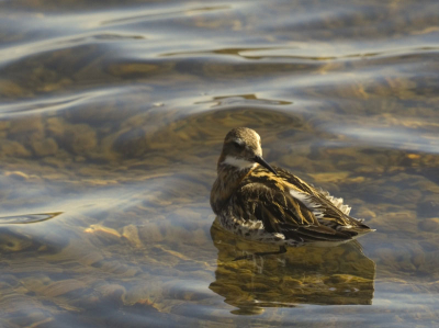 Genomen tijdens een vogelreis op IJsland aan de zuidkant van Myvatn.