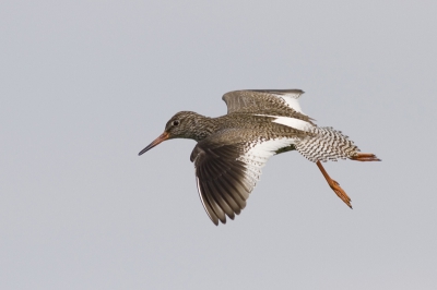 Deze tureluur lijkt te lopen in de lucht. Canon 20D met 400 mm 5.6, ISO 400, 1/2000 sec, f 6.3,  50% gecropt, vanaf schouderstatief.