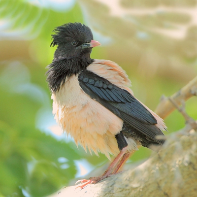 na het poetsen nam deze mooie vogel een bijzonder "koddige" pose aan.