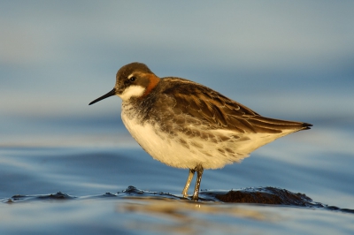 Zojuist teruggekeerd van een fotoreis met Bendiks Westerink (bwesterink) op IJsland. WAT EEN FANTASTISCH LAND! Een paradijs voor fotografen. Het licht, het landschap, de schoonheid, de puurheid, de vogelpracht, ........... Ik zal jullie de komende weken meenemen door de gemaakte foto's. Duizenden om uit te werken. Waar zal ik beginnen? Maar met deze grauwe franjepoot. Foto gemaakt 's avonds om 23.00 uur bij fabelachtig mooi licht.

Nikon D2X, AF-S VR 200-400/4.0 met 1.4 TC