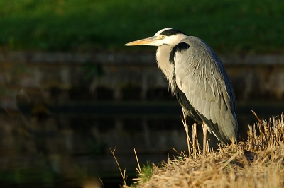 <i class='fa fa-user'></i> Daniel1975 | Blauwe Reiger  <i class='fa fa-eye'> 594</i>  <i class='fa fa-thumbs-up'> 9</i>   <i class='fa fa-comment-o'> 6</i>