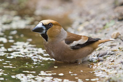 Deze appelvink kwam zonder aankondiging zitten en genoot van het koele water.
