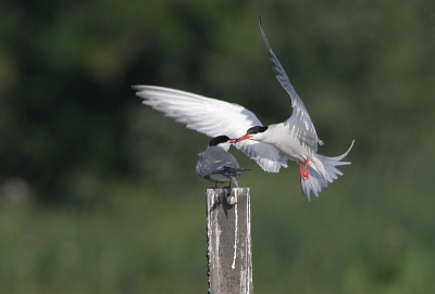 In dezelfde vaart als de ralreiger was dit een leuke bijvangst.
iso 200 1/1000 f8 -1stop